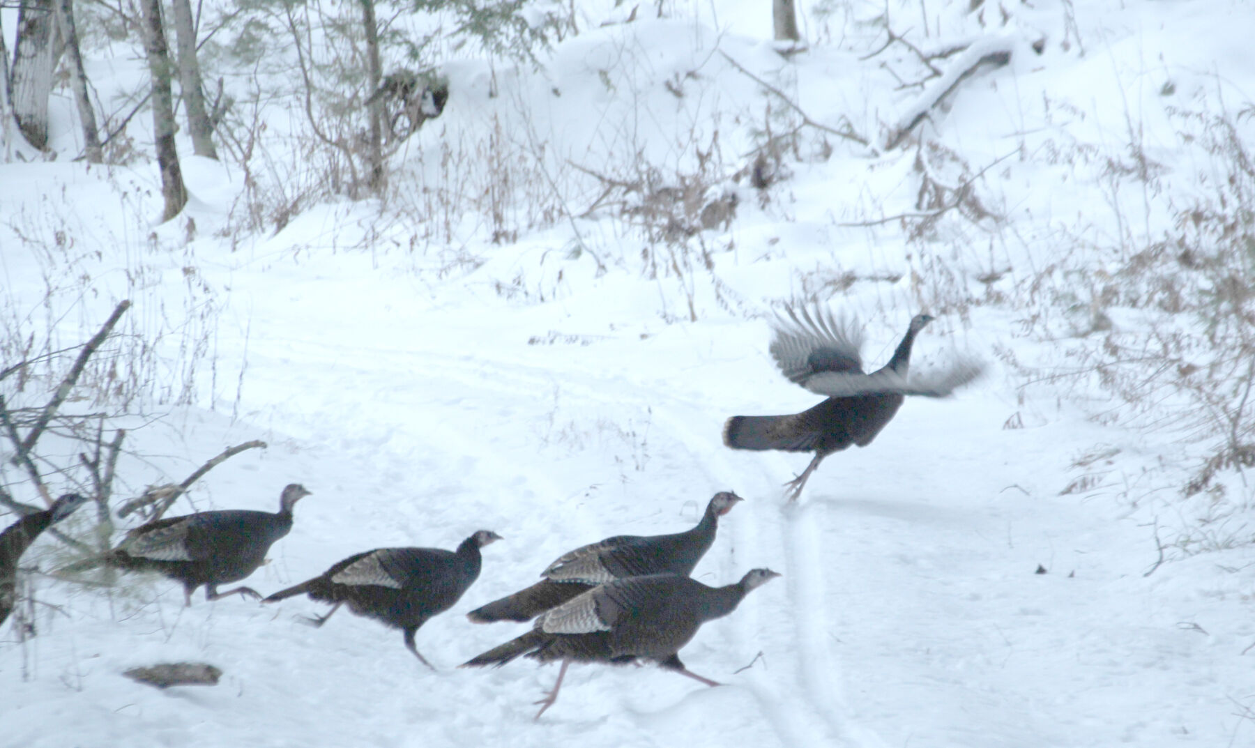Make way for turkeys